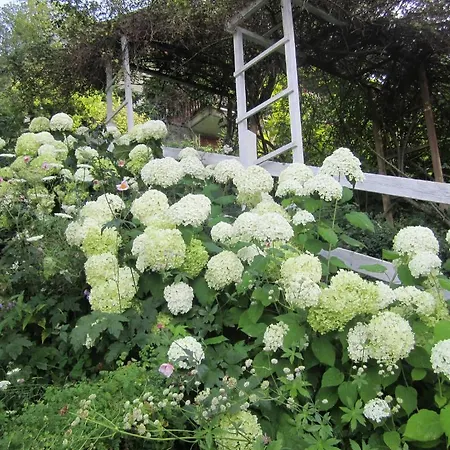 Il Giardino Dell'artemisia *